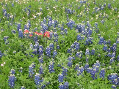 Indian Paintbrush amidst the bluebonnets.  