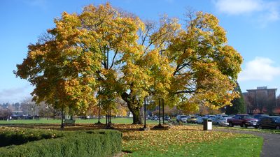 This big tree on the capitol grounds is supported by a...