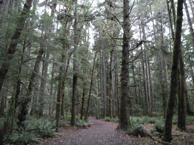 The Marymere Falls trail.  It was very wet, even while...