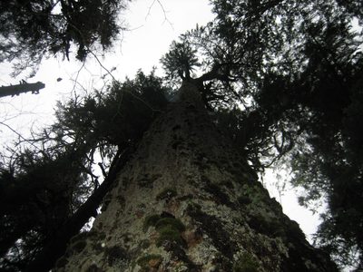 Looking up from the base of a very, very large tree.