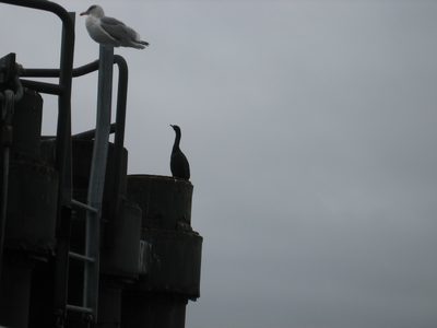 A seagull and a cormorant on the ferry pier.