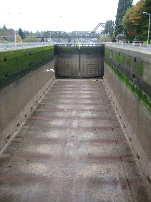 Jay and I visited the Chittenden Locks in the Ballard...