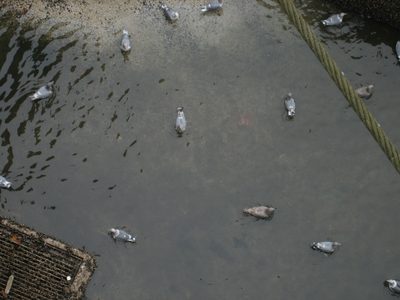 Looking down into the big lock, at the seagulls. ...