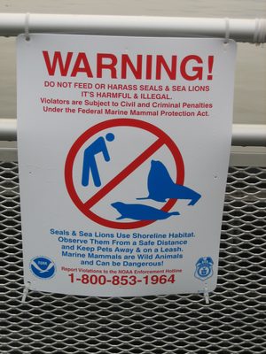 Sadly, we did not see any sea lions or seals.  Wrong...