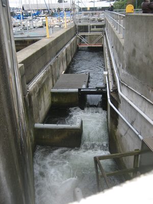 We also checked out the fish ladder, which was...
