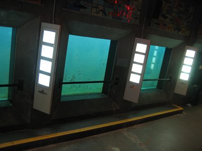 Fish ladder viewing area.