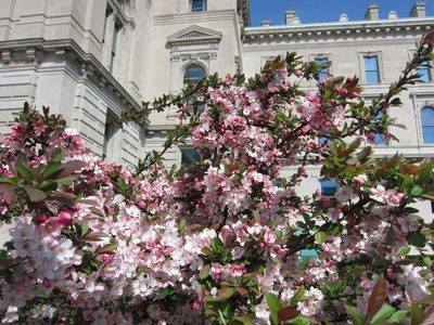The weather was gorgeous in Indy - flowers were blooming...