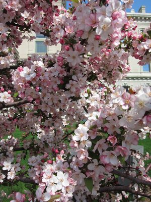 More flowers, with the Capitol behind.
