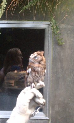 Itty-bitty (but full-grown) owl at the aquarium. 