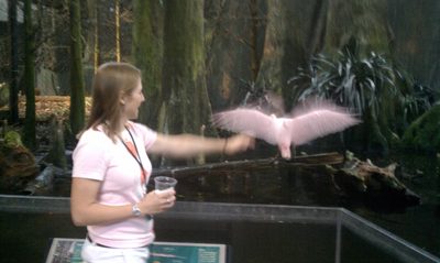 I tried to point at this flamingo, and it flew away. ...