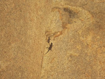 There were some big, fat lizards enjoying the heat of...
