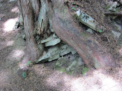 Lots of trees had slabs of rock in the roots like this,...