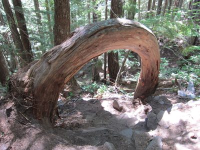 A bizarre tree making a 180 out of the ground and back...