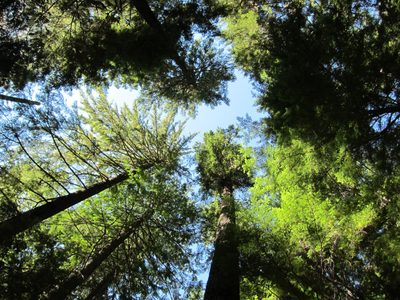 Looking up into the canopy.