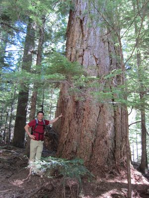 There were a lot of big trees in this forest.  I think...