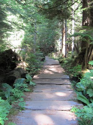 Walkway on the Wonderland Trail, made from large strips...