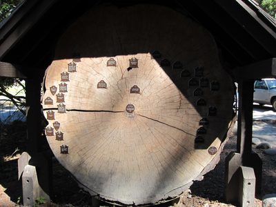 A slice of Douglas Fir at the Longmire camp, with...
