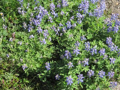 Some lupine-y wildflowers on the trail.