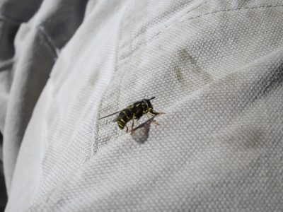 At Glacier Vista, a bee settled on my leg and would....