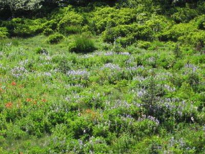 More wildflowers.  It was so nice to see things in bloom.