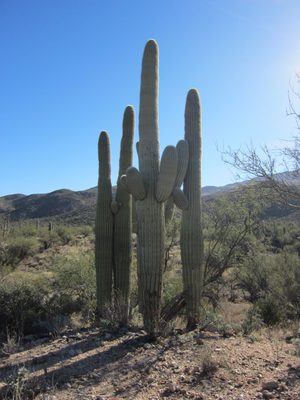 A family of saguaros.