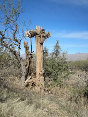 I found this dead saguaro particularly neat -- look at...
