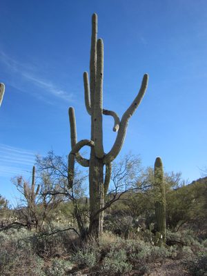 This cactus had arms going everywhere.