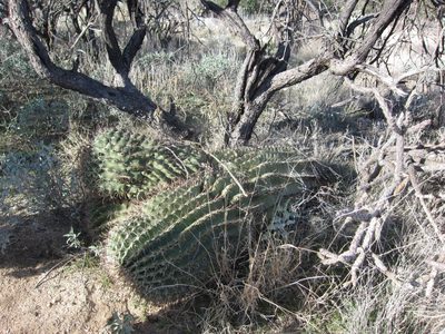 This looked to be a fallen barrel cactus.