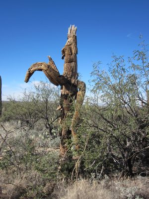 And another crazy, interesting dead saguaro.