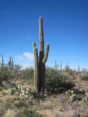 "Mom!" "You're home!"  I love anthropomorphizing cacti.
