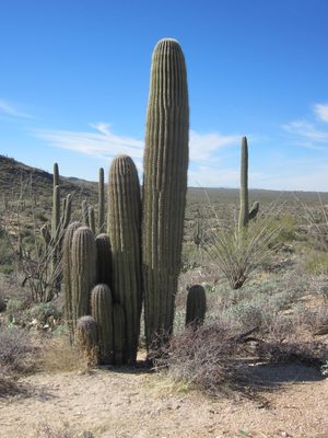 Awesome cluster of cacti.