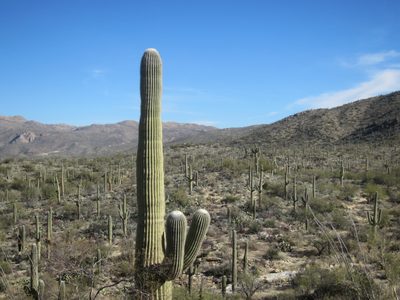 This cactus is ready to fight.  Except how can he be...