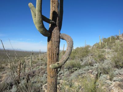 I found this cactus so neat - it's obviously dying, but...
