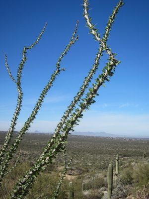 An ocotillo with leaves out!  Turns out, his base was in...