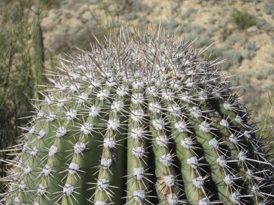 The top of a saguaro.  I guess all that fuzz isn't...
