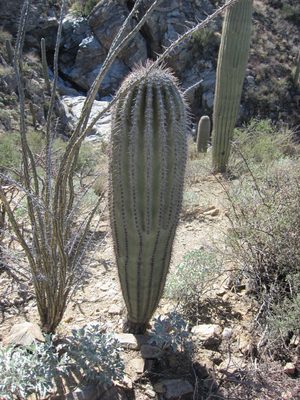 A small saguaro, or so we think.  But why do the small...