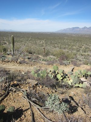 Looking out into the desert.