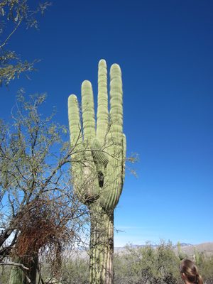 Catherine admires a large cactus.