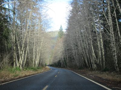 The road to the trailhead, surrounded by ... birch? trees.