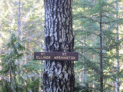 Huh, that's an odd sign to have on a tree...