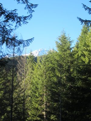 I suggested the trees needed trimming, but apparently...