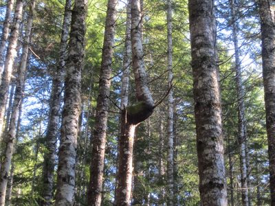 Aw, poor tree.  Really gotta wonder what happened there....