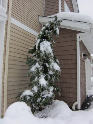 The trees all look so sad...