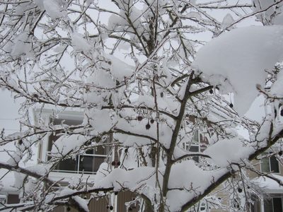 More icicly tree branches and berries.