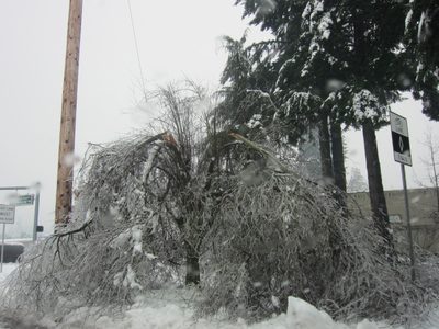 Close-up of a small tree in need of serious pruning. ...