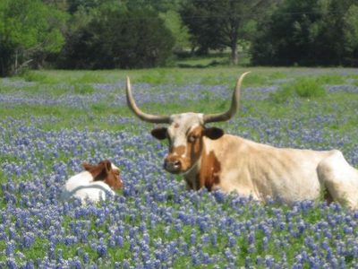 Someone saw Pam's longhorns in her fields of...