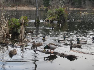 There were lots of ducks, though.  These are all...