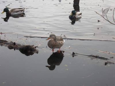 Quack quack.