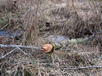 Looks like a beaver has been here!