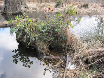 A tree stump in the damned part of the lake.  It had...